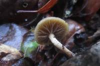 Simocybe centunculus var. centunculus image