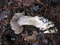 Tricholoma atroviolaceum image