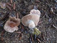 Tricholoma albobrunneum image