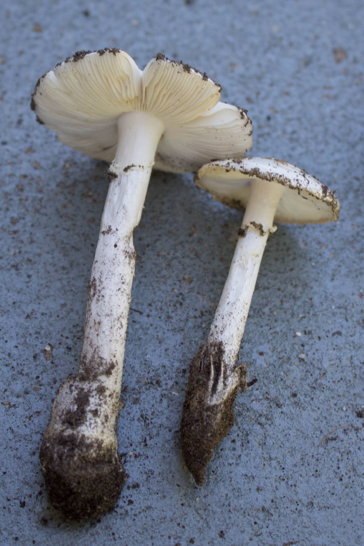 Amanita virosiformis image