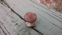 Armillaria gallica image