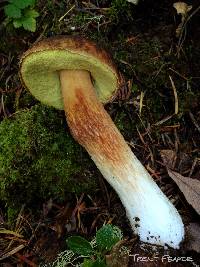 Boletus fibrillosus image