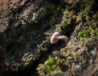 Mycena corticola image