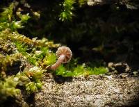 Mycena corticola image