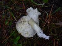 Tricholoma portentosum image