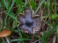 Psilocybe azurescens image