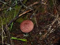 Tricholomopsis rutilans image