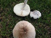 Leucoagaricus barssii image