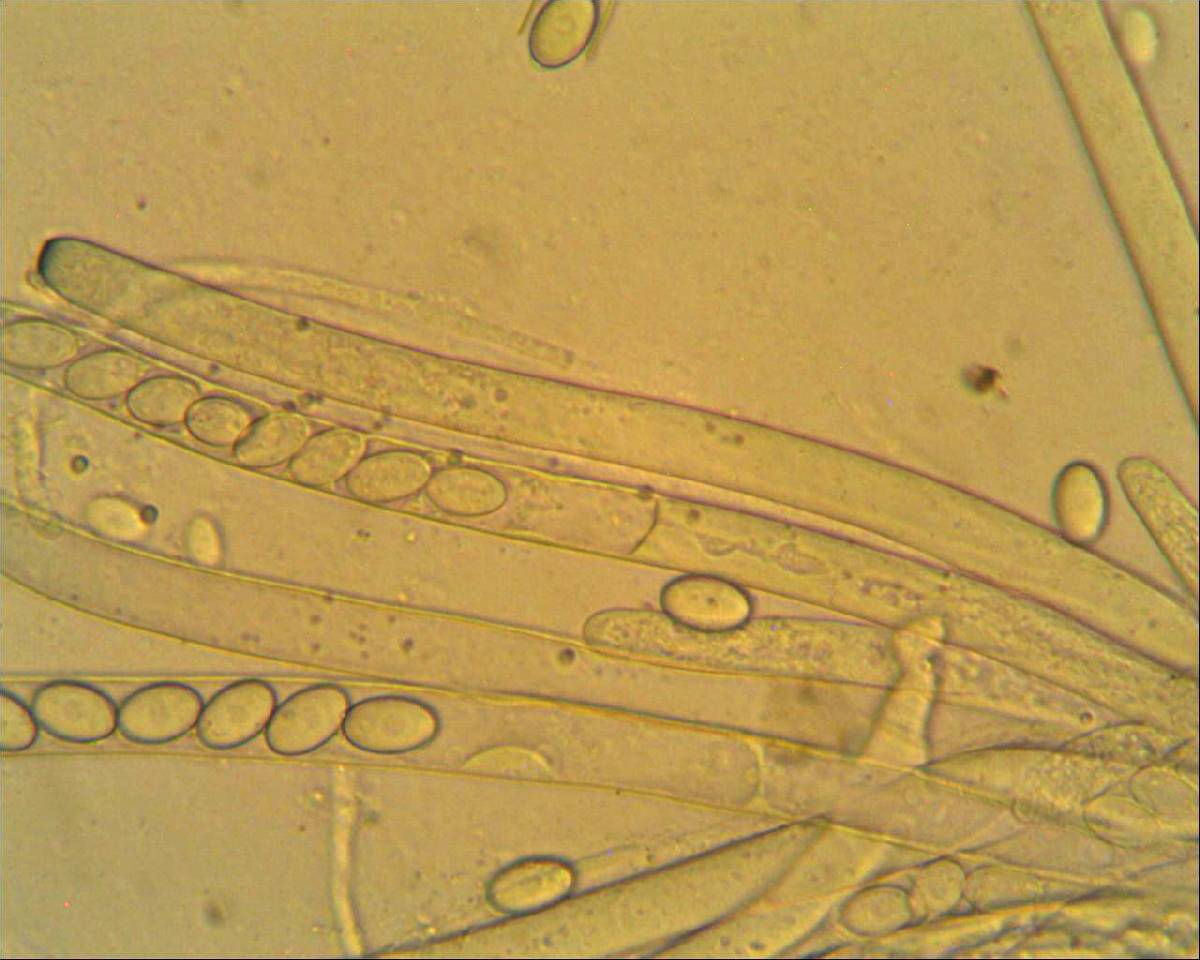 Peziza micropus image