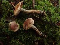 Hebeloma sordescens image