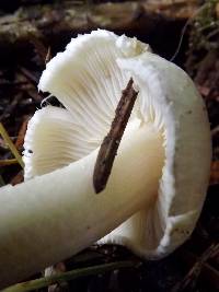 Tricholoma inamoenum image