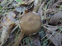 Russula cicatricata image