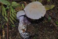 Cortinarius camphoratus image