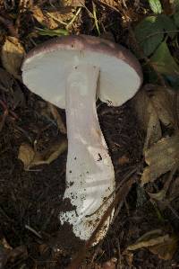 Russula xerampelina image