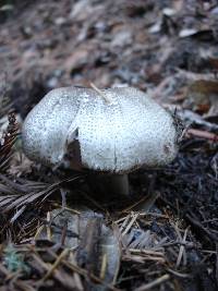 Agaricus moelleri image