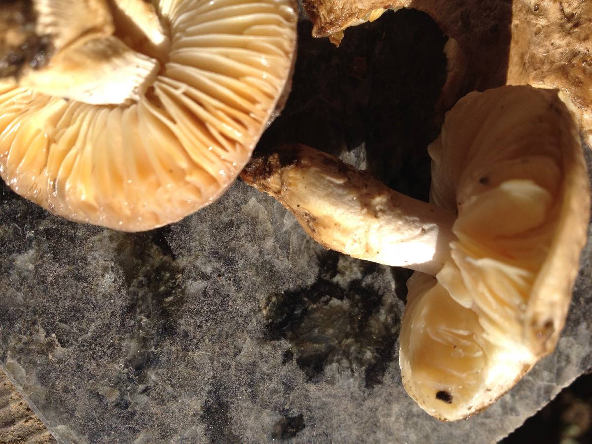 Amanita pruittii image