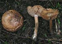 Inocybe fraudans image