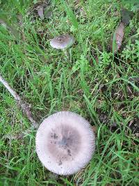 Amanita constricta image