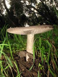 Amanita constricta image