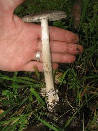 Amanita constricta image