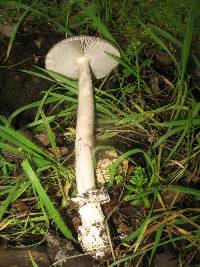 Amanita constricta image