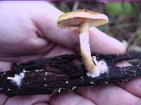 Gymnopilus sapineus image
