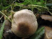 Agaricus kerriganii image