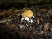 Boletus quercicola image