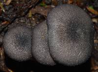 Entoloma haastii image