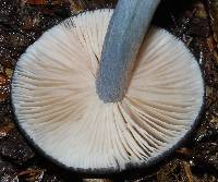 Entoloma haastii image