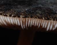 Pluteus perroseus image