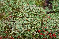 Cladonia didyma image