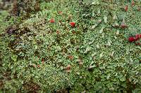 Cladonia didyma image