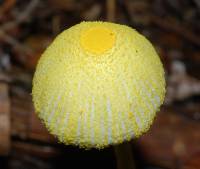 Leucocoprinus fragilissimus image