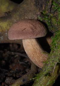 Porphyrellus brunneus image