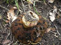 Boletus satanas image