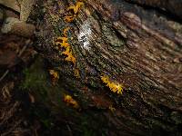 Calocera furcata image