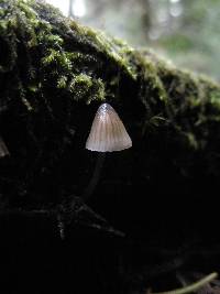 Mycena abramsii image