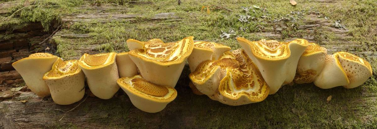 Neolentiporus maculatissimus image