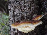 Fomitopsis mounceae image