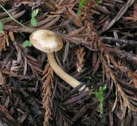 Clitocybe fragrans image