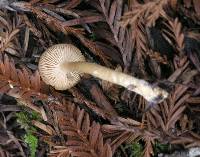 Clitocybe fragrans image