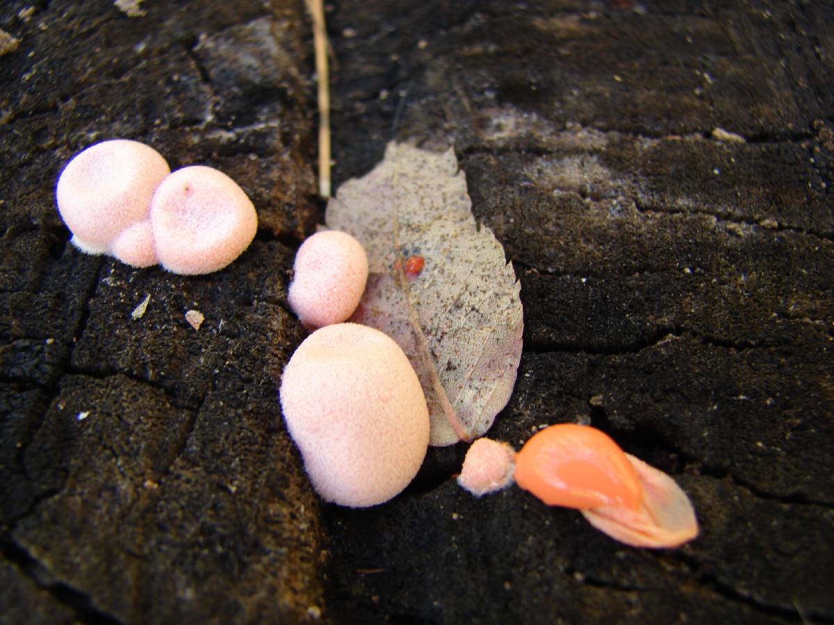 Lycogala image