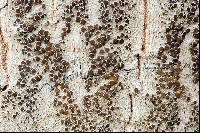 Lecanora argentata image