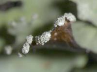 Parmotrema reticulatum image