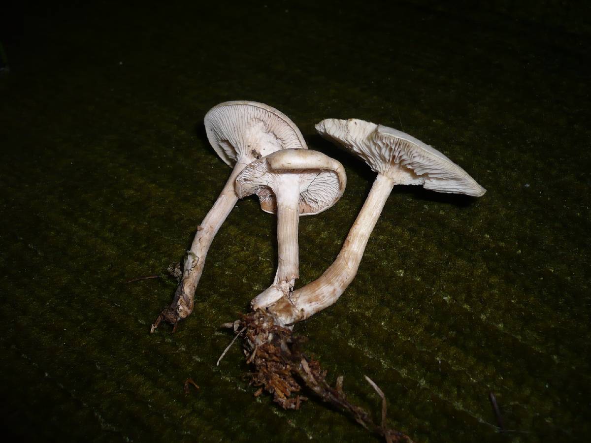 Clitocybe albofragrans image