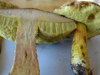 Boletus subglabripes image