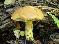 Boletus subglabripes image