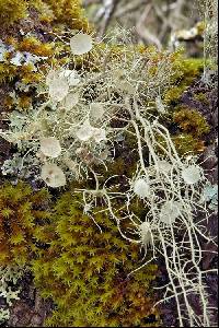 Usnea filipendula image