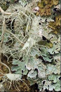 Usnea filipendula image